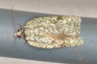 Acleris literana