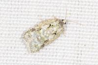 Acleris literana