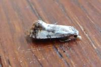Neocochylis hybridella