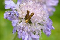 Nemophora metallica