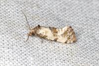 Neocochylis molliculana