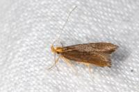 Eurodachtha pallicornella