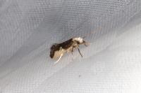 Monopis monachella