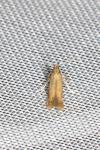 Coptotriche marginea