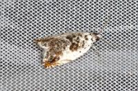 Ancylis laetana