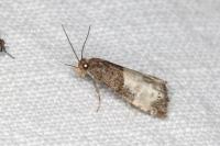 Notocelia cynosbatella