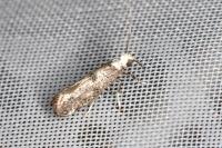 Paraswammerdamia albicapitella