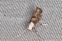 Paraswammerdamia albicapitella