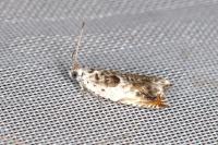 Ancylis laetana