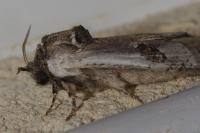 Parahypopta caestrum