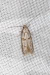 Symmocoides oxybiella