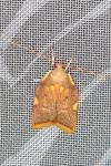 Carcina quercana