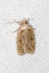 Agonopterix