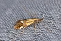 Alabonia geoffrella