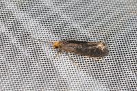 Cephimallota crassiflavella