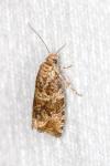 Celypha