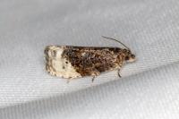 Hedya nubiferana