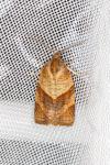 Philedone gerningana