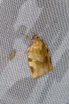 Choristoneura hebenstreitella