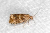 Celypha