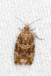 Celypha