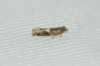 Crocidosema plebejana