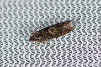 Pammene giganteana