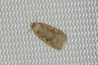 Agonopterix