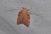Carcina quercana