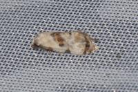 Neocochylis hybridella