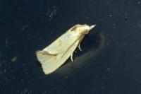 Agapeta hamana