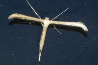 Emmelina monodactyla