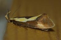 Harpella forficella