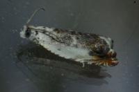 Ancylis laetana