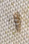 Argyresthia trifasciata