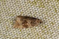 Celypha lacunana