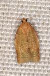Clepsis consimilana