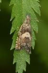 Dichrorampha agilana