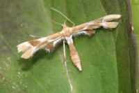 Cnaemidophorus rhododactylus