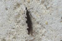 Ethmia bipunctella