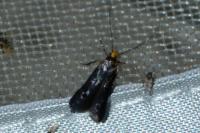 Spuleria flavicaput