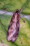 Semioscopis oculella