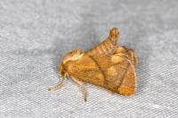 Apoda limacodes