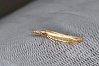 Pleurota aristella