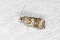 Celypha lacunana