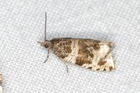 Orthotaenia undulana