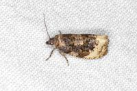 Hedya ochroleucana