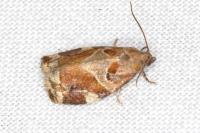 Archips xylosteana