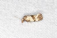 Neocochylis molliculana