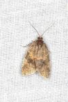 Epagoge grotiana